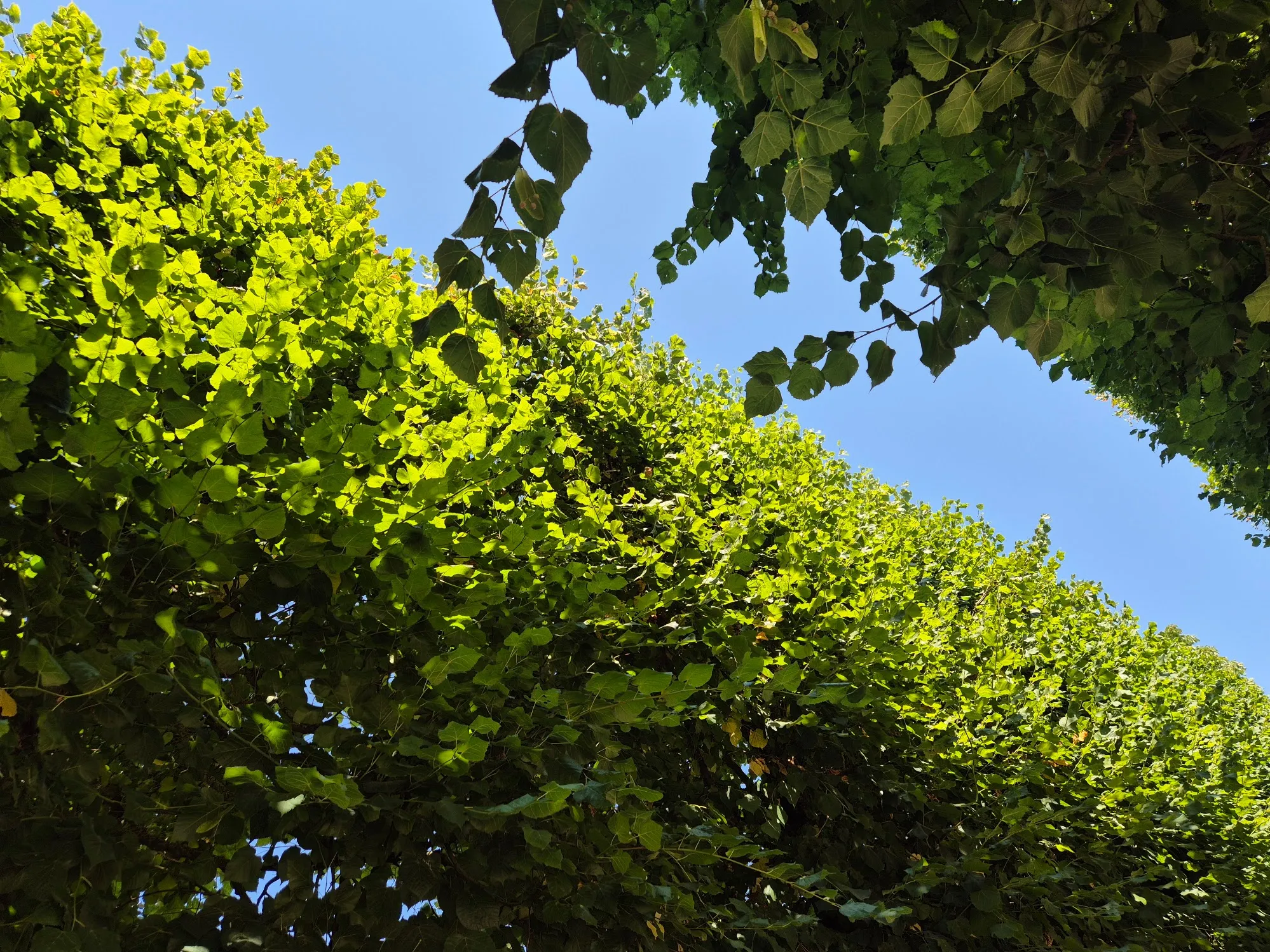 Sunlight through green leaves beneath a clear blue sky