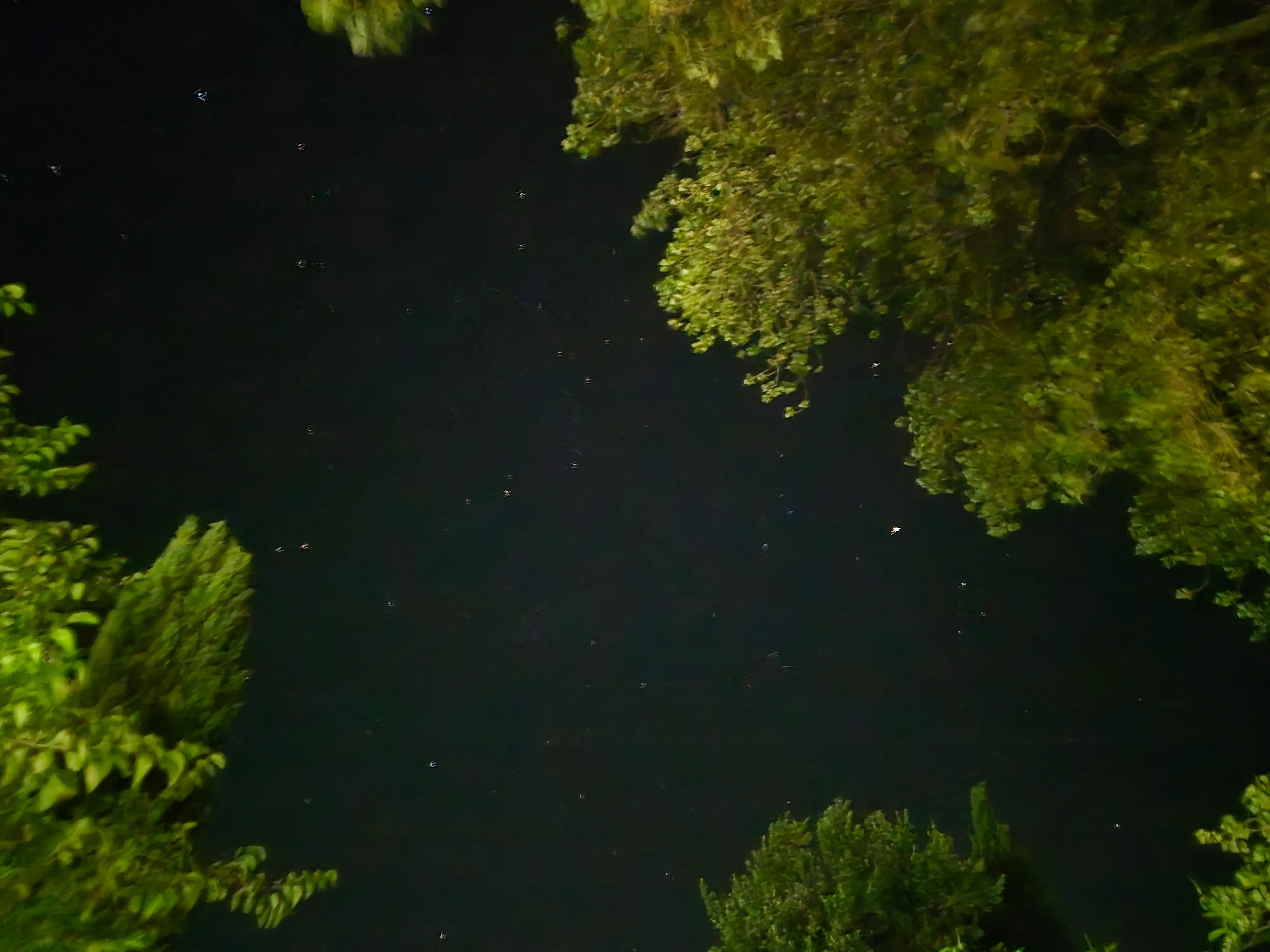 Stars framed by trees in a dark night sky