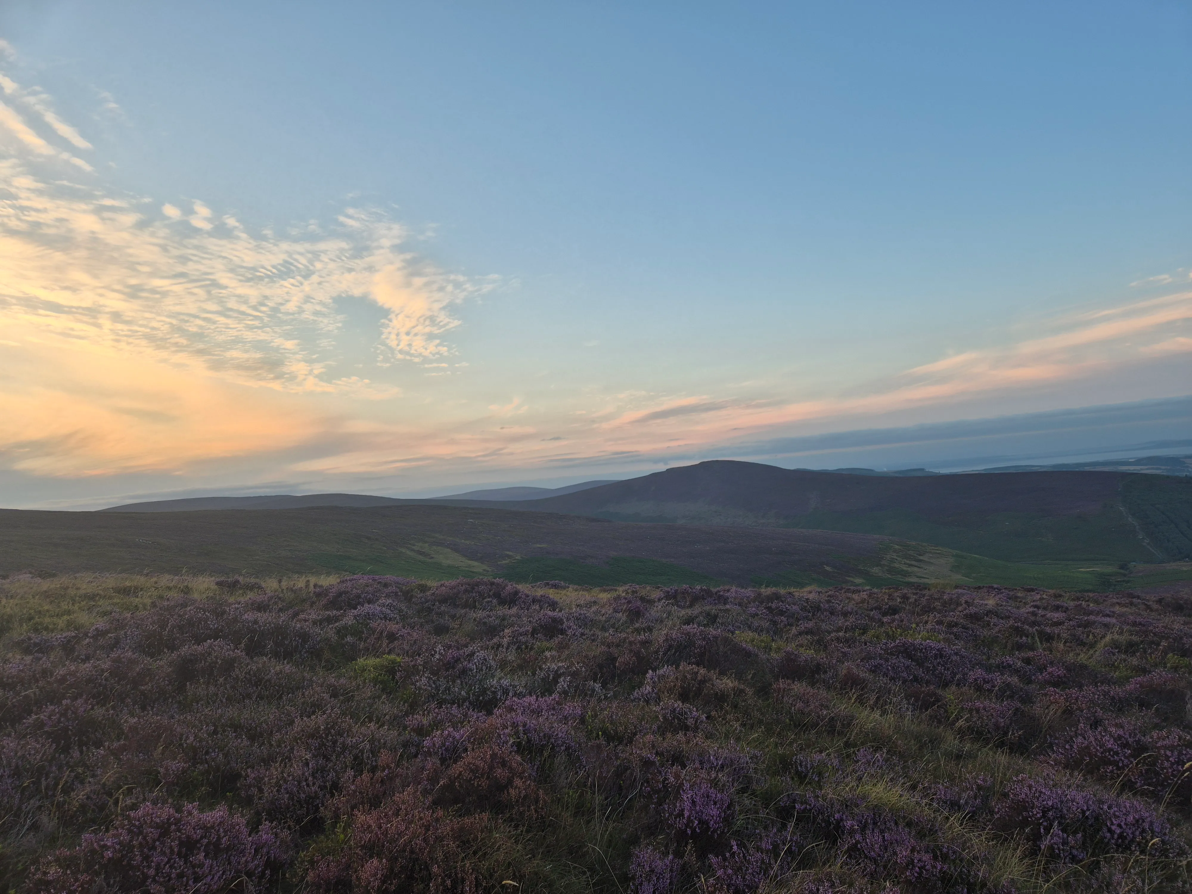 Soft morning light over a heather-covered hillside